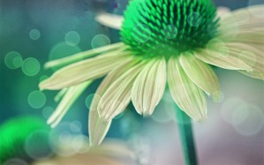 Coneflower Green